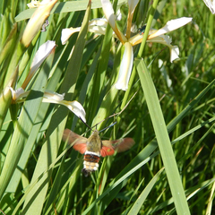 Hemaris ducalis