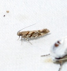 Aristotelia devexella