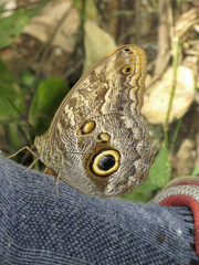 Caligo brasiliensis