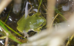Hyla arborea
