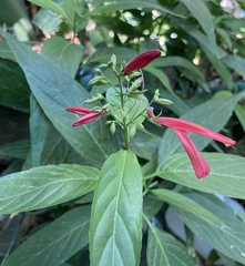 Dianthera secunda