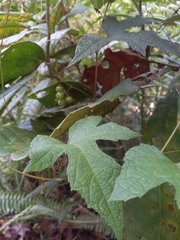Ampelocissus robinsonii