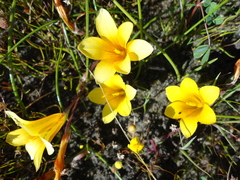 Romulea saldanhensis