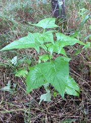 Parasenecio hastatus