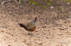 Rhinocrypta lanceolata