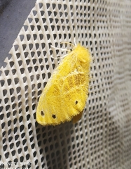 Artaxa guttata