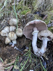Agaricus deardorffensis