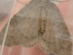 Epirrita dilutata