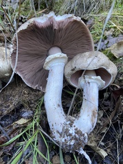 Agaricus deardorffensis