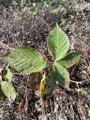 Rubus allegheniensis