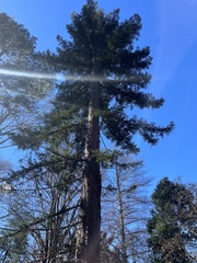 Sequoia