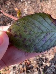 Rubus allegheniensis