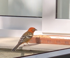 Piranga bidentata