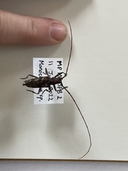 Monochamus carolinensis