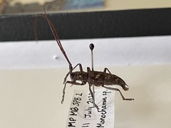 Monochamus carolinensis