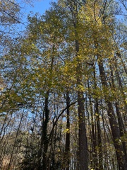Liquidambar