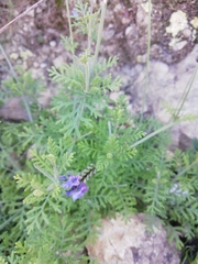 Lavandula multifida