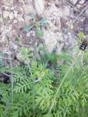 Lavandula multifida