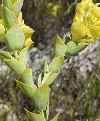 Thesium euphorbioides