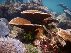 Acropora palmata