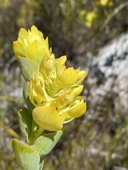 Thesium euphorbioides