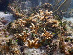 Acropora prolifera