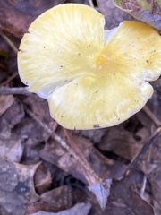 Gerronema strombodes