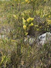 Thesium euphorbioides