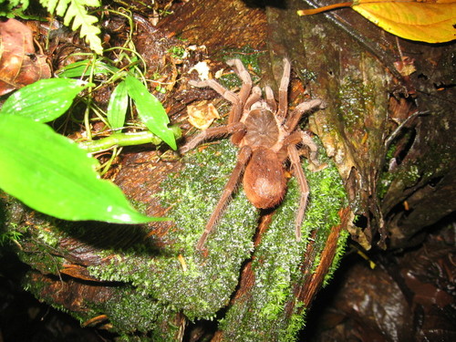 Sericopelma commune