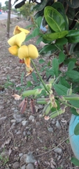 Crotalaria pumila