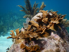 Acropora palmata