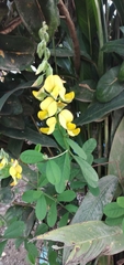 Crotalaria pumila