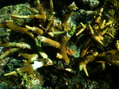 Acropora cervicornis