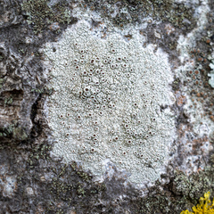 Lecanora