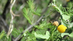 Brachygastra lecheguana
