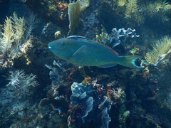 Sparisoma chrysopterum