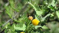 Brachygastra lecheguana