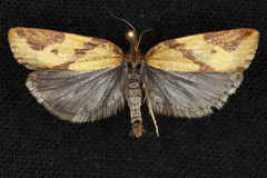 Sparganothis vocaridorsana