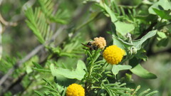 Brachygastra lecheguana