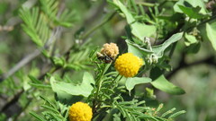 Brachygastra lecheguana