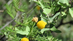 Brachygastra lecheguana