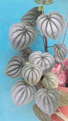 Peperomia argyreia