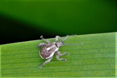 Sciobius