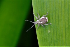 Sciobius
