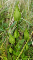 Gentianopsis virgata