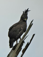 Lophaetus occipitalis