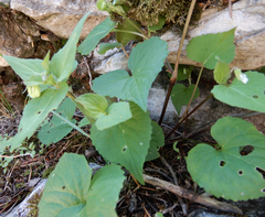 Viola canadensis