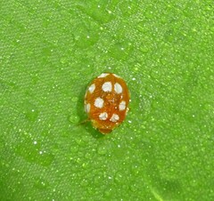 Vibidia duodecimguttata