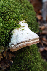 Fomes fomentarius