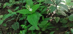 Spigelia humboldtiana image